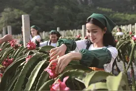 南宁市隆安县：多彩“那”乡绘兴隆图景图片