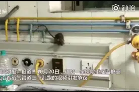 印度ICU病房大批老鼠沿氧气管上下爬 院方称一天抓到100多只