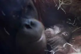 红毛猩猩宝宝图片