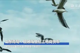 山东青岛：琅琊海鱼搭上电商快车视频封面