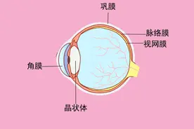 色盲是怎样形成的？哪些动物是色盲？图片