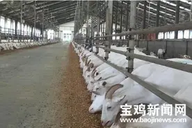 宝鸡陇县“奶山羊经济”催生“职业羊倌”新群体图片