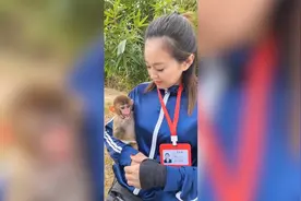59秒丨会吃手、超粘人！动物园刚满六个月的猕猴“土豆”成网红视频封面