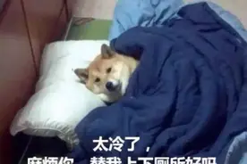 紧急提醒！烟台大风降温+霜冻！最低3℃……图片