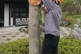 我市为公园植物办“新身份证”市民逛公园的时候看到感兴趣的树木，不妨拿出手机扫一扫图片