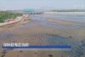 深秋赶海正当时