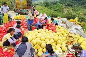 钟山：柑橘喜丰收 农户笑开颜图片