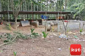 屯昌一养猪场深夜遭贼，21头猪不知去向，监控拍到神秘身影图片