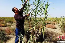 新疆兵团沙漠边缘成功定植耐旱植物 可兼顾生态和经济效益（图）图片