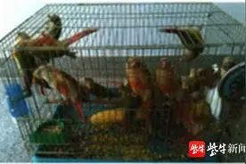 350元一只，淮安男子卖了6只小太阳鹦鹉获刑两年半图片