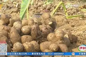 青岛即墨白庙村喜迎芋头大丰收，个头大品相好，农民增收心里美视频封面