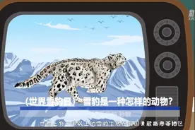 世界雪豹日：雪豹是一种怎样的动物？视频封面