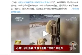 心酸！因冰川消融，饥饿北极熊打劫垃圾车图片