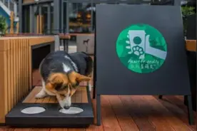 星巴克在上海开了11家宠物友好店！与宠物一道打卡，还能开启“隐藏菜单”图片