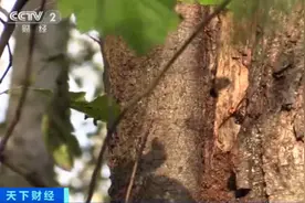 “杀人大黄蜂”蜂巢！这里首次发现了图片