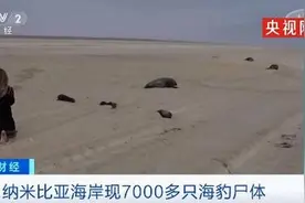 纳米比亚海岸现7000多只海豹尸体，现场画面曝光，令人心碎图片
