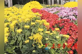 赏菊蓼沟河：品牌花展芬芳文化万千气象图片