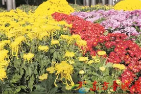 赏菊蓼沟河：品牌花展芬芳文化万千气象图片