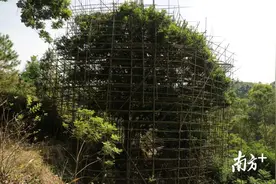 一棵黑榄树衍生数千“摇钱树”，信宜钱排冒出个“工艺榄”生产村图片