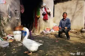 七旬独居老人一只鹅养了20年：它是俺妈留下的念想图片