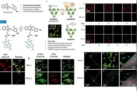生物活性物质精准识别与靶向治疗研究获进展图片