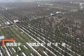 陕西富平：“粉红女士”好“丰”景视频封面
