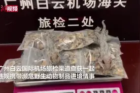 广州：旅客携585克壁虎干入境被查视频封面