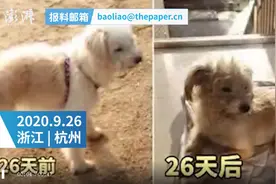 7岁狗狗被落在高速服务区，流浪26天找回60公里外的家，瘦了2圈图片
