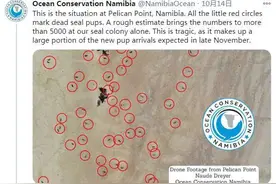 揪心！纳米比亚海岸现7000余头海豹尸体，死因未知图片