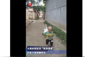 形影不离！大鹅给1岁萌娃当贴身保镖图片