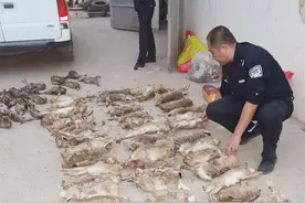 野鸡22只、野兔55只……男子涉嫌非法狩猎被菏泽警方抓获图片