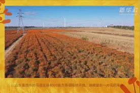 万寿菊  致富花视频封面