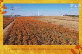 万寿菊  致富花视频封面