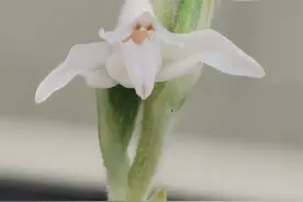 罕见！农科院专家为之惊叹，贵州龙里境内发现成片的濒危珍稀植物斑叶兰图片