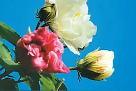 成都城里芙蓉开图片