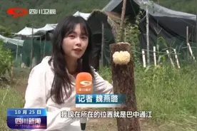 决战脱贫：小银耳大能量，青冈木上开出致富花图片