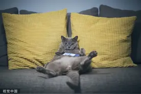 边地童话 | 和猫聊天图片
