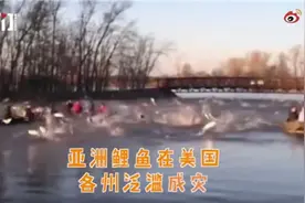 亚洲鲤鱼在美国泛滥成灾，专家屡败屡战发明新武器，网捕技术加电流声波图片