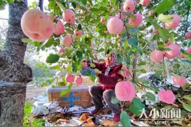 烟台蓬莱红富士苹果采摘扫尾图片