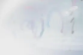 壁虎为什么能紧紧贴着墙壁？图片