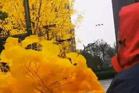 “广场是我开，此树是我栽”，撸掉真叶换假叶：大可不必总跟“树叶”过不去图片