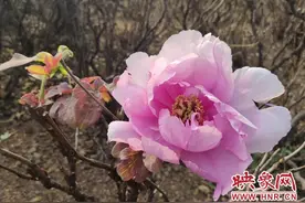 郑州西流湖公园牡丹深秋绽放 专家：天气原因牡丹误把秋天当春天图片
