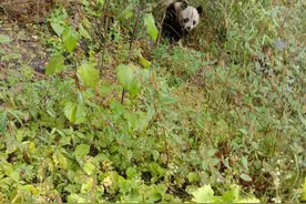 两次邂逅野生大熊猫的村民喊话了：它de尾巴是白的图片