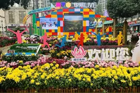 年轻的＂莲花＂相遇绚丽多彩的菊花：巴南菊花展莲花街道展位每天吸引数千市民来打卡图片