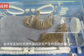 浙江湖州诞生4只小金虎，网友纷纷想抱抱：太可爱了，好像一窝小橘猫图片