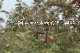 新疆阿克苏“冰糖心”苹果熟了视频封面