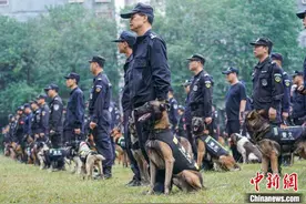 广西上演警犬大比武 全区警犬各显武艺图片