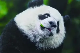 如何为野生大熊猫留下最后的庇护所图片
