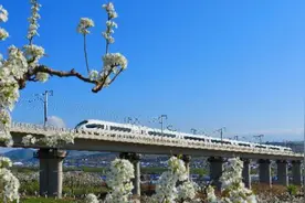 从受期待到遭投诉 穗莞深“一票通”的边界难题图片