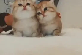 提醒｜女童“撸猫”后得怪病！这些症状千万别忽视图片